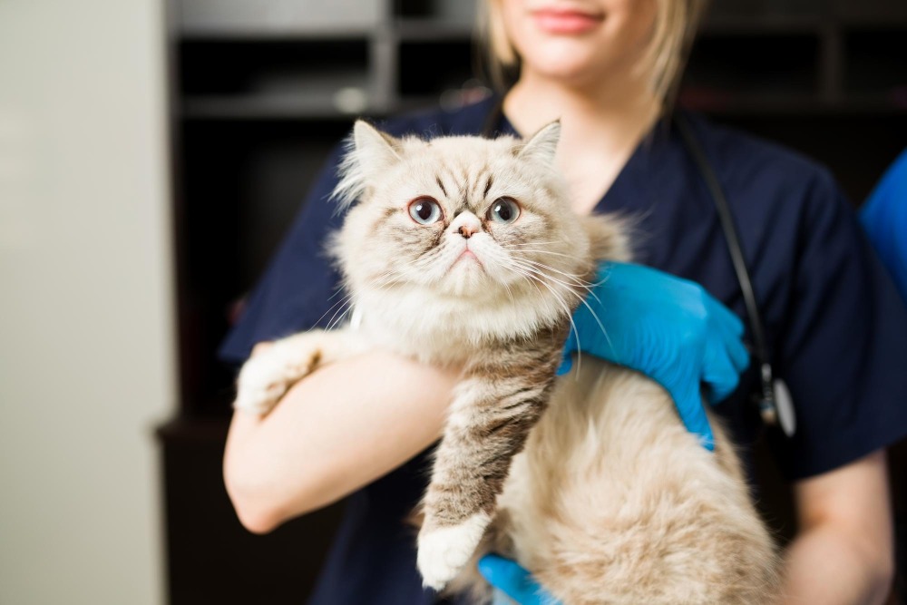Versicherungsmakler Tierkrankenversicherung