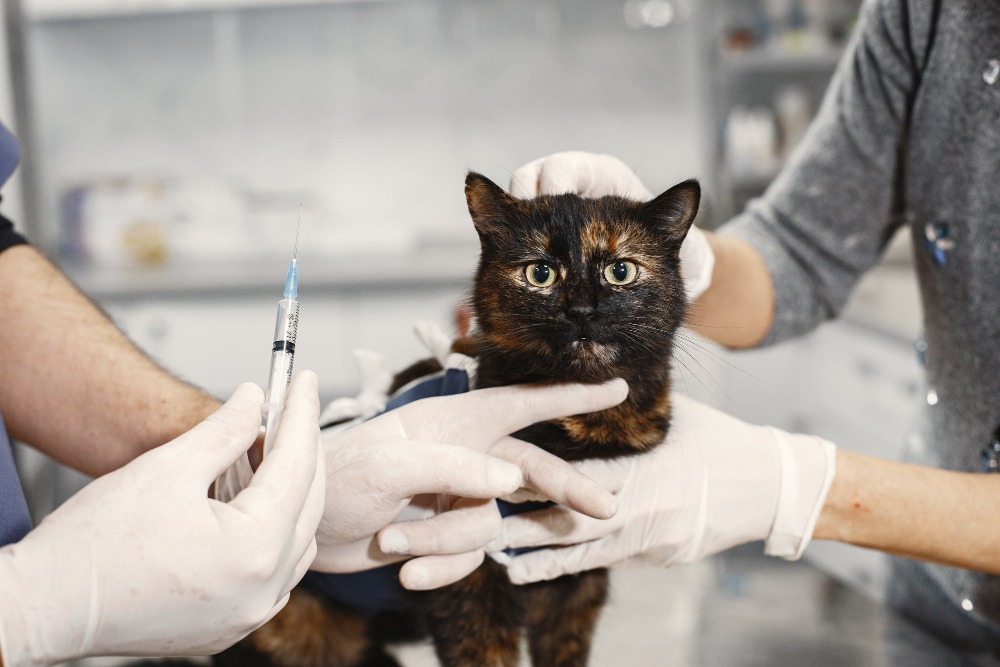 Versicherungsmakler Tierkrankenversicherung